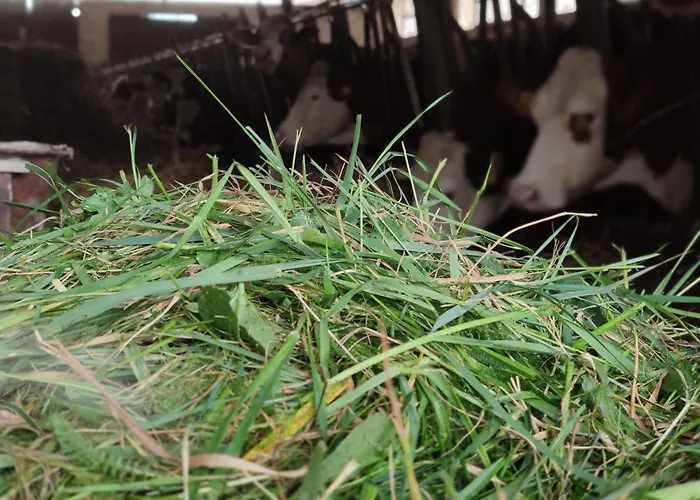 Alloggio per agriturismo Taverna Centomani